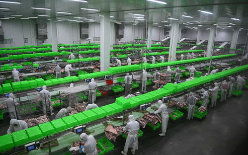內(nèi)鄉(xiāng)牧原食品城正式投入運行 一期投資5億元，年屠宰加工200萬頭生豬，推動生物技術(shù)開發(fā)